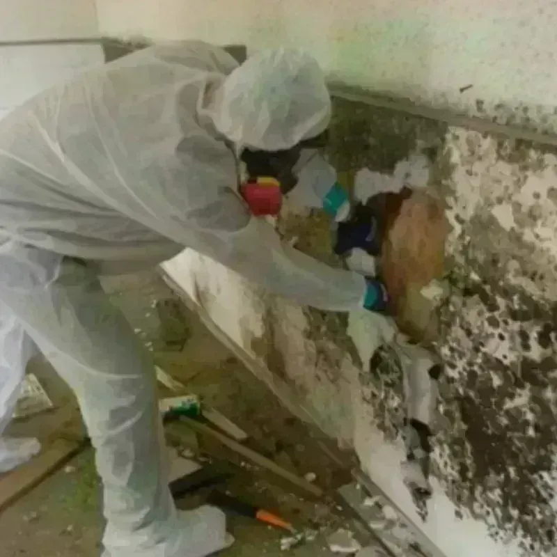 Mold Remediation and Removal in Valley Hill, NC